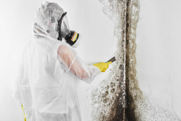 Best Basement Mold Removal  in Roselle, NJ